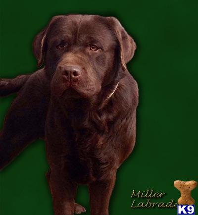 millertyme Picture 3